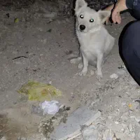 سگ گمشده|سگ|نورآباد ممسنی, |دیوار