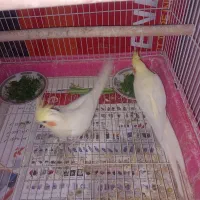 ۲ عدد عروس هلندی جفت لوتینو مولد|پرنده|مشکیندشت, |دیوار