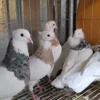 فروش تعدادی طوقی