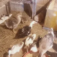 جوجه اردک اسراییلی