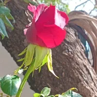 گل و گیاه صلواتی