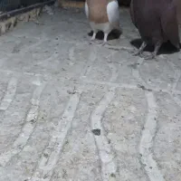 کفتر طوقی زرد گلی|پرنده|کرمان, |دیوار