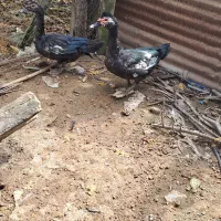 فروش چند عدد اردک اسرائیلی|حیوانات مزرعه|پایین هولار, |دیوار