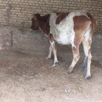 گاو اینوبی ابستن ۷ ماهه