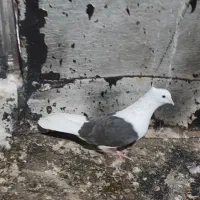 نر زیره ای و دو عدد نرکم خال