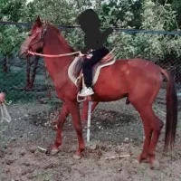فروش اسب سواری