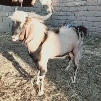 بزنر|حیوانات مزرعه|زهک, |دیوار