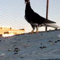 ۹تا رنگه آس  همه مهر کرده