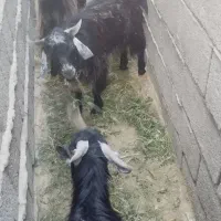 تروشت بلوچی