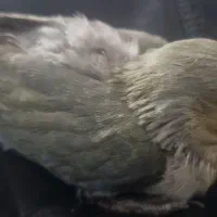 کوتوله سرلاکی