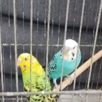 یک جفت مرغ عشق