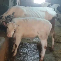 گاو بلژیکی|حیوانات مزرعه|سنندج, |دیوار