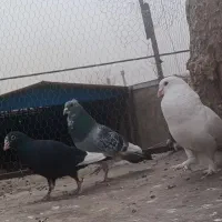 نر بدرنگ پلنگ گردن کلفت|پرنده|کرمان, |دیوار