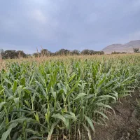 یونجه خالص و ذرت دامی مرغوب