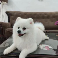 واگذاری دو قلاده سگ پاکوتاه خانگی|سگ|سبزوار, علمدار|دیوار