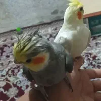 جفت عروس هلندی جزیره مینو
