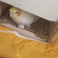 عروس هلندی لوتینو تخم گذار|پرنده|قائم‌شهر, |دیوار