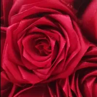 گل ولنتاین|گل مصنوعی|سنندج, |دیوار