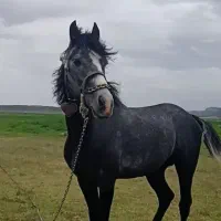 اسبنریانکرد|اسب و تجهیزات اسبسواری|سنندج, |دیوار