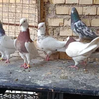 رنگی|پرنده|خرمشهر, |دیوار