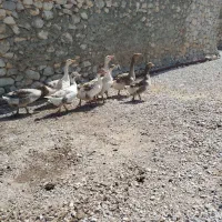 1عدد غاز ماده