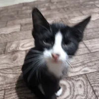 واگذاری گربه dsh|گربه|بابل, |دیوار