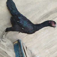 مرغ لاری