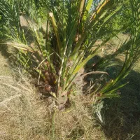 پاجوش‌نخل‌برحی‌ اصل