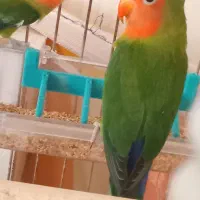 یک جفت طوطی