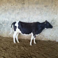 گاو گوساله|حیوانات مزرعه|سرفاریاب, |دیوار