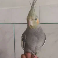 عروس هلندی دوماهه