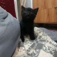 بچه گربه