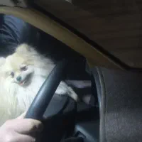 گمشده پامر نسکافه ای