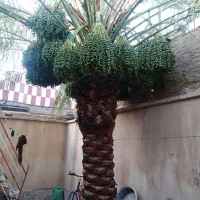 خدمات باغبانی و نخل|خدمات باغبانی و درختکاری|اهواز, بهارستان|دیوار