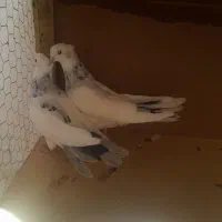 کبوتر ابلغ الماسی