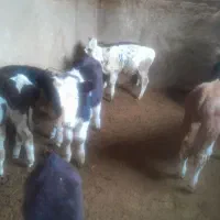 گوساله نر سمنتال میانداب|حیوانات مزرعه|رامند, |دیوار