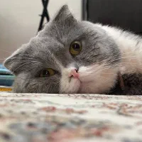 گربه اسکاتیش نر|گربه|اراک, |دیوار