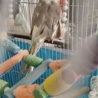 عروس هلندی نر و ماده