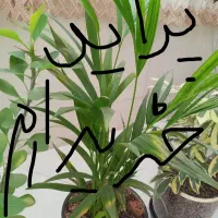 پراید|خودرو سواری و وانت|نیشابور, شهید بهشتی|دیوار