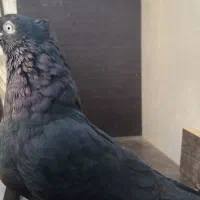 کبوتر|پرنده|ابریشم, |دیوار