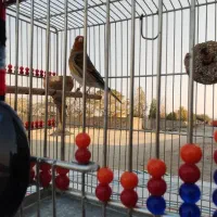 سره قناری دهن خرم آباد ردی|پرنده|پاکدشت, پاکدشت (مامازند)|دیوار