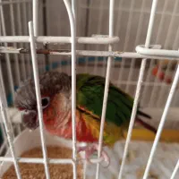 طوطی گریچینک کادوروز زن|پرنده|کاشان, خزاق|دیوار