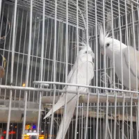 یک جفت عروس هلندی البینو