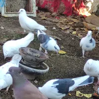 انواع کبوتر|پرنده|آق قلا, |دیوار