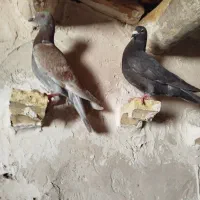 کفتر زاغ . اغون.المانی