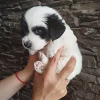 توله تریر دو ماهه سیاه وسفید|سگ|شاهینشهر, عطار|دیوار