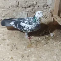 کفتر|پرنده|تربت‌حیدریه, حاجی یار‎|دیوار