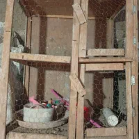 جفتکن وقفس جوجه پران