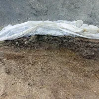 علوفه ذرت|لوازم جانبی حیوانات|گرمخان, |دیوار