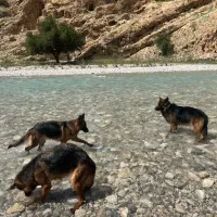 ژرمن شولاین|سگ|اهواز, فاز ۱ پادادشهر|دیوار